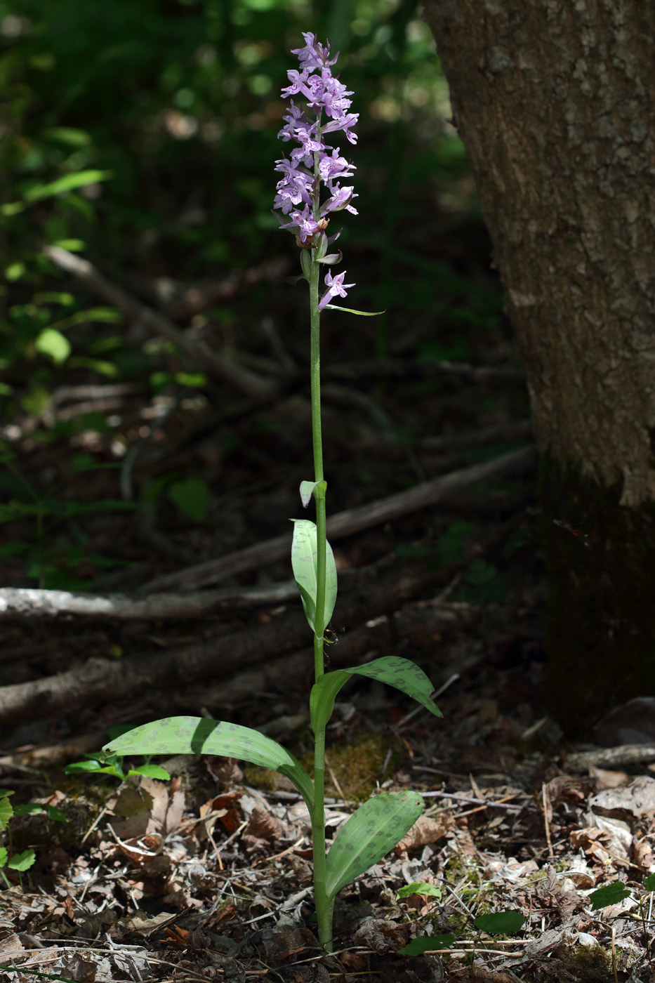 Image of Dactylorhiza urvilleana specimen.