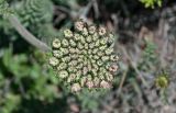 род Daucus. Распускающееся соцветие. Португалия, округ Бежа, окр. г. Карвальял, сухой склон. 06.06.2026.