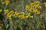 Смотреть изображение Helichrysum arenarium