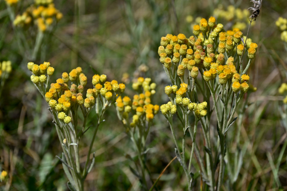 Изображение особи Helichrysum arenarium.