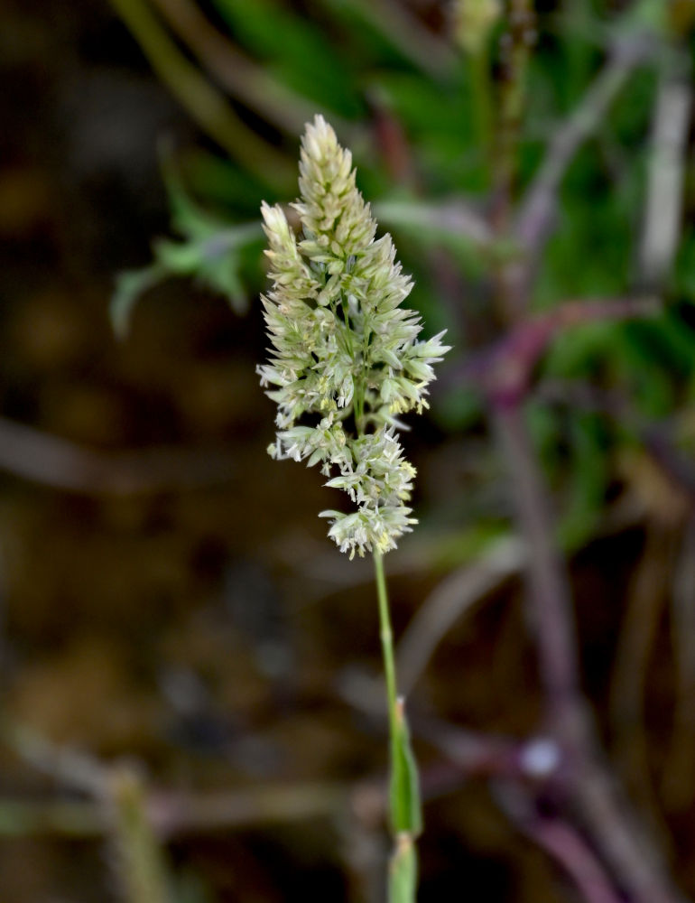 Image of Holcus lanatus specimen.