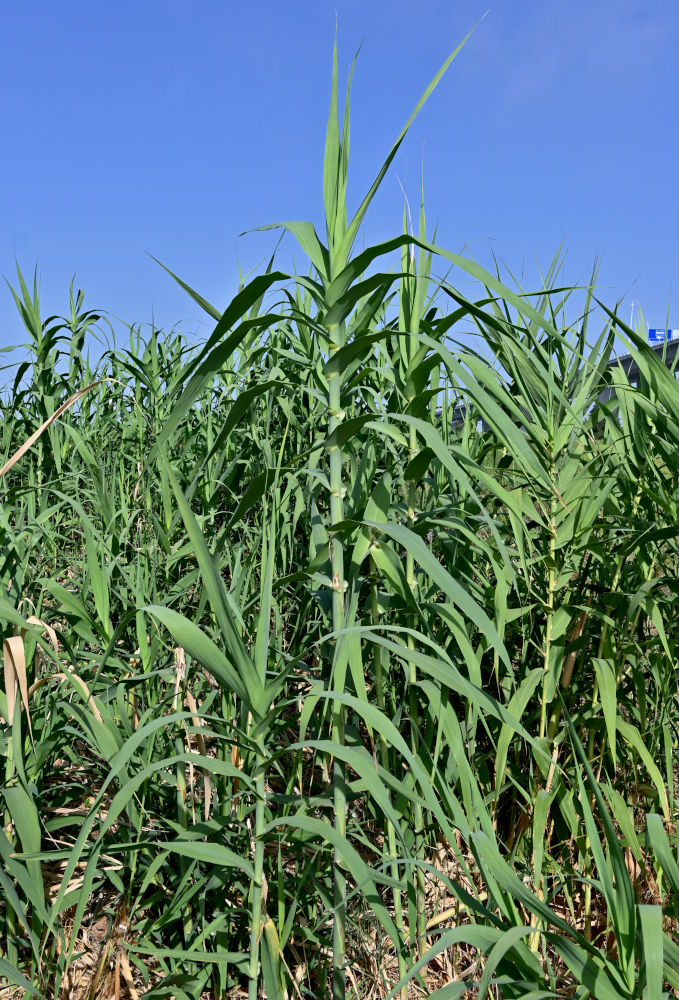 Image of Arundo donax specimen.