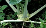Brassica oleracea variety gongylodes. Побег с основаниями листьев. Московская обл., Раменский р-н, окр. дер. Хрипань, садовый участок. 30.07.2026.