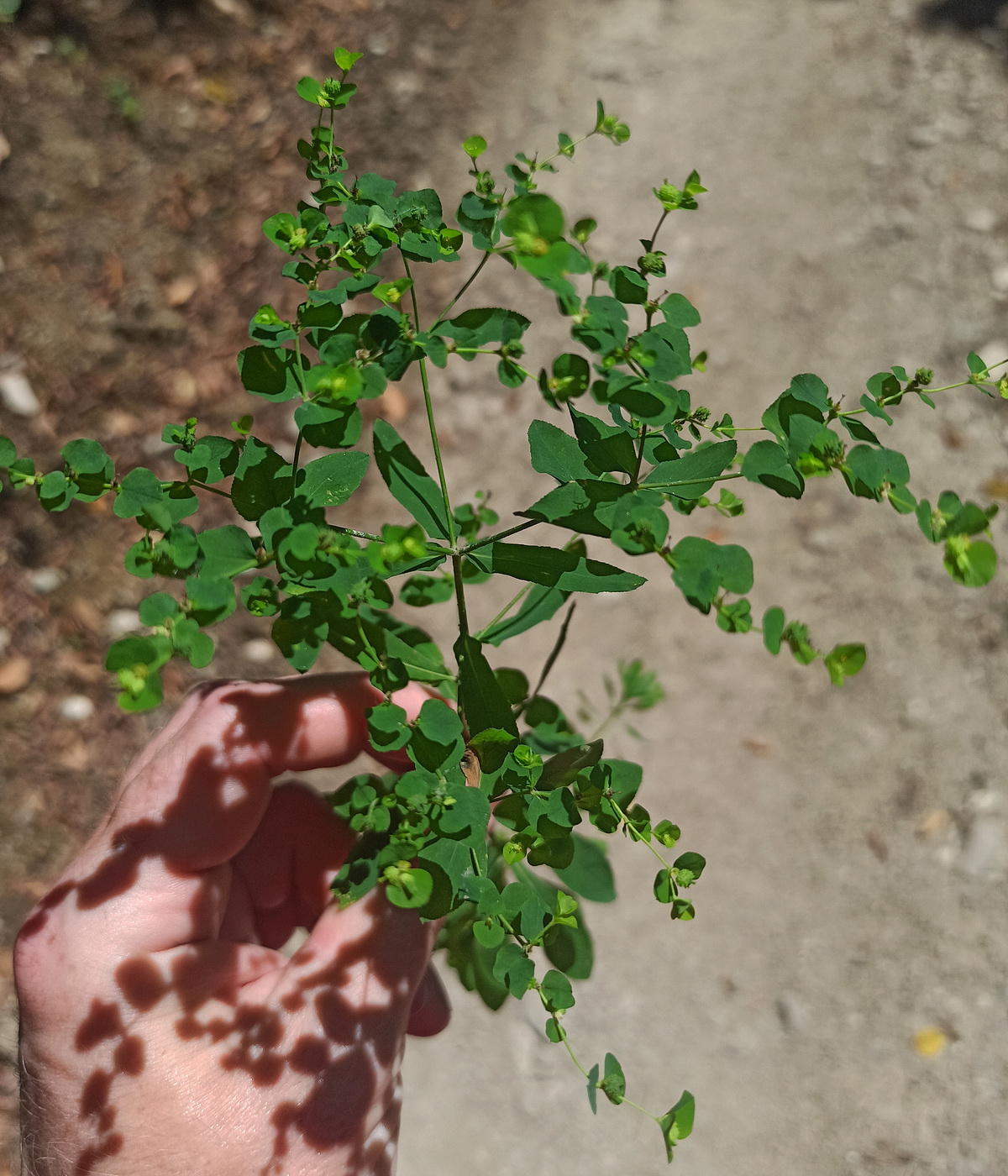 Изображение особи род Euphorbia.