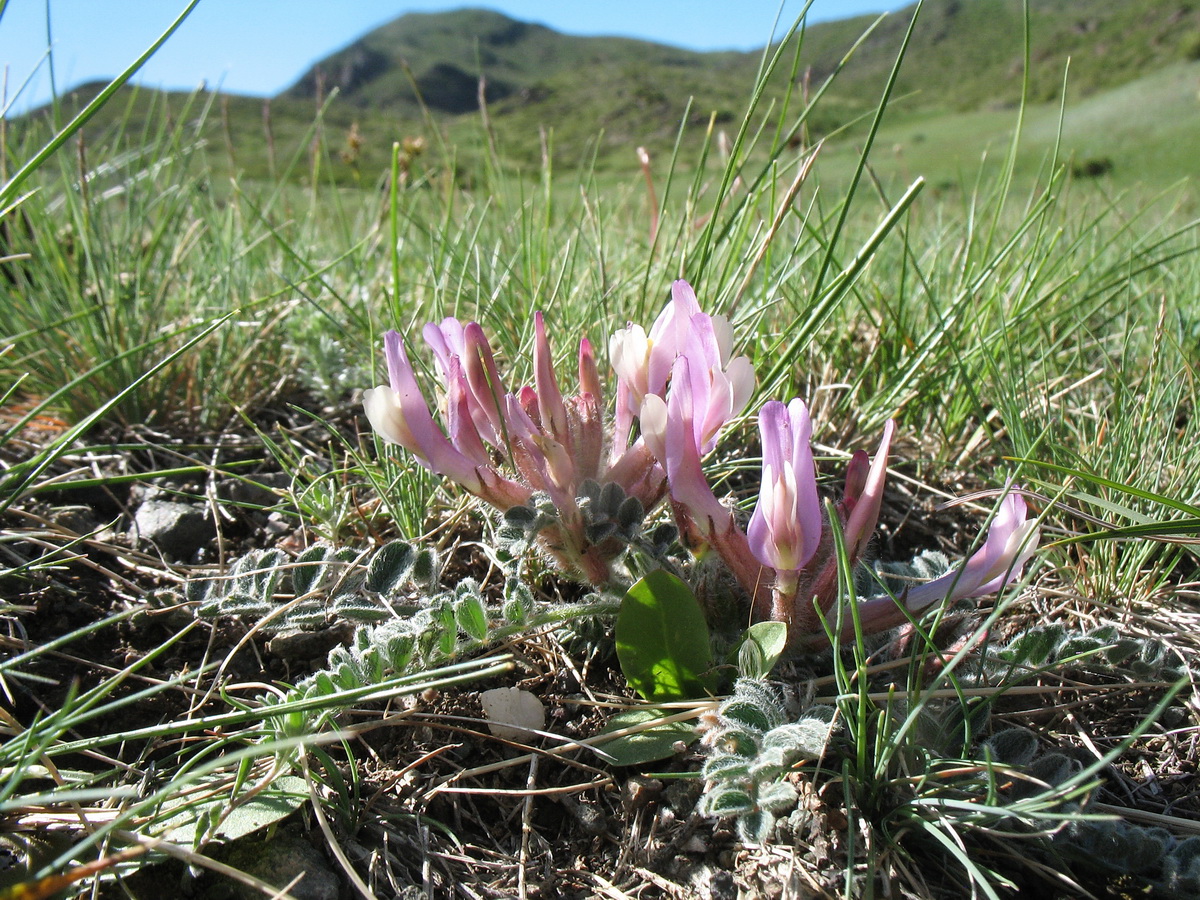 Image of genus Astragalus specimen.