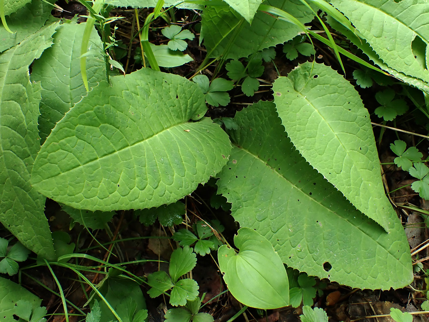 Изображение особи род Saussurea.