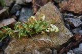 genus Pedicularis. Верхушка соцветия. Турция, ил Артвин, р-н Юсуфели, левый берег р. Бархал-Чайи, над порогом, выс.1800 м н.у.м., скальная полка. 14 июня 2026 г.