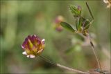 Trifolium grandiflorum. Верхушки побегов с распустившимся и нераспустившимся соцветием. Крым, гора Аю-Даг. 17 мая 2011 г.