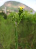 Linum corymbulosum