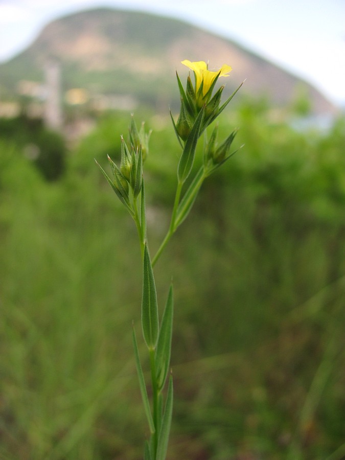 Изображение особи Linum corymbulosum.