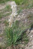 Asphodeline taurica. Цветущее растение. Крым, Южный берег, гора Меганом. 07.05.2011.