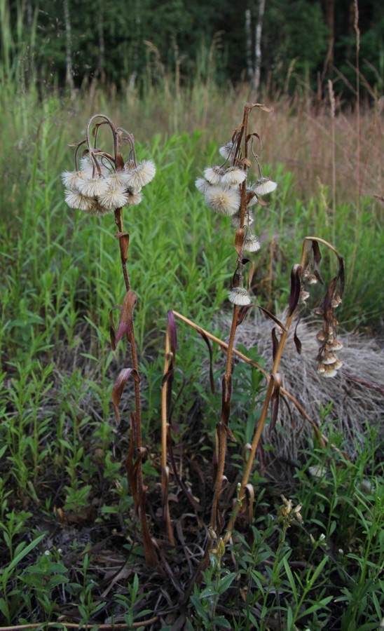 Image of Erigeron acris specimen.