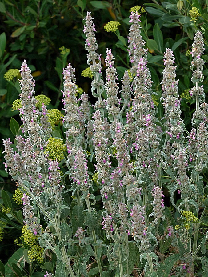 Image of Stachys cretica specimen.