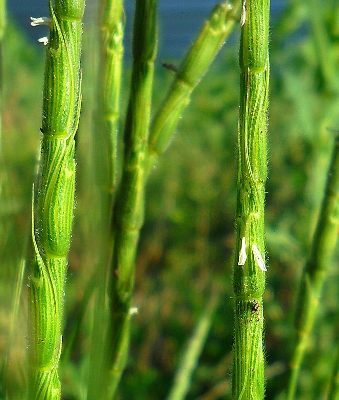 Изображение особи Aegilops cylindrica.