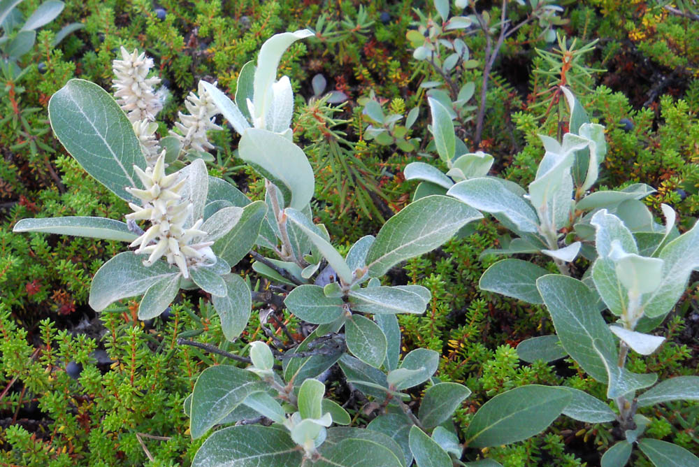 Image of Salix glauca specimen.