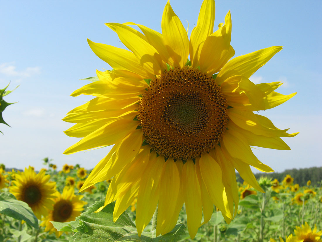 Image of Helianthus annuus specimen.