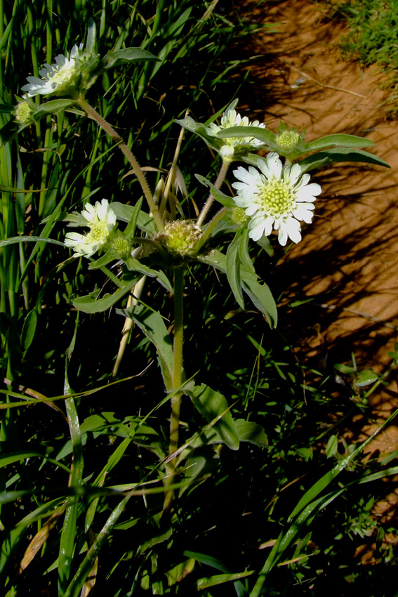 Image of Lomelosia prolifera specimen.