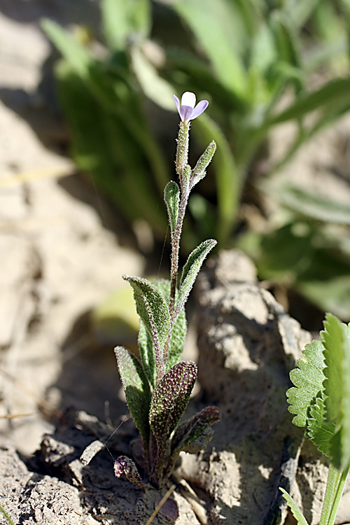 Image of genus Strigosella specimen.