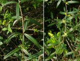 Berberis soulieana