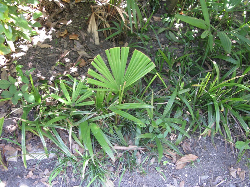 Image of Trachycarpus fortunei specimen.