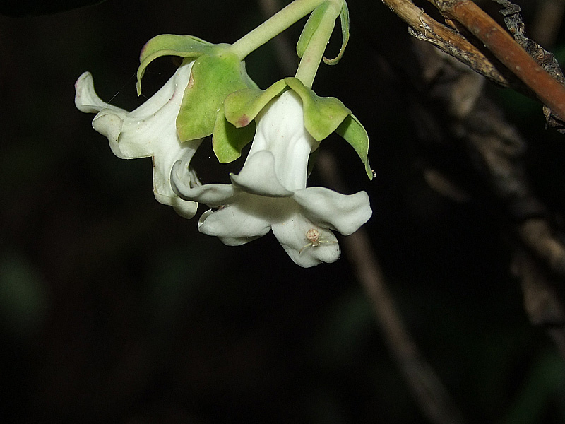 Изображение особи Araujia sericifera.