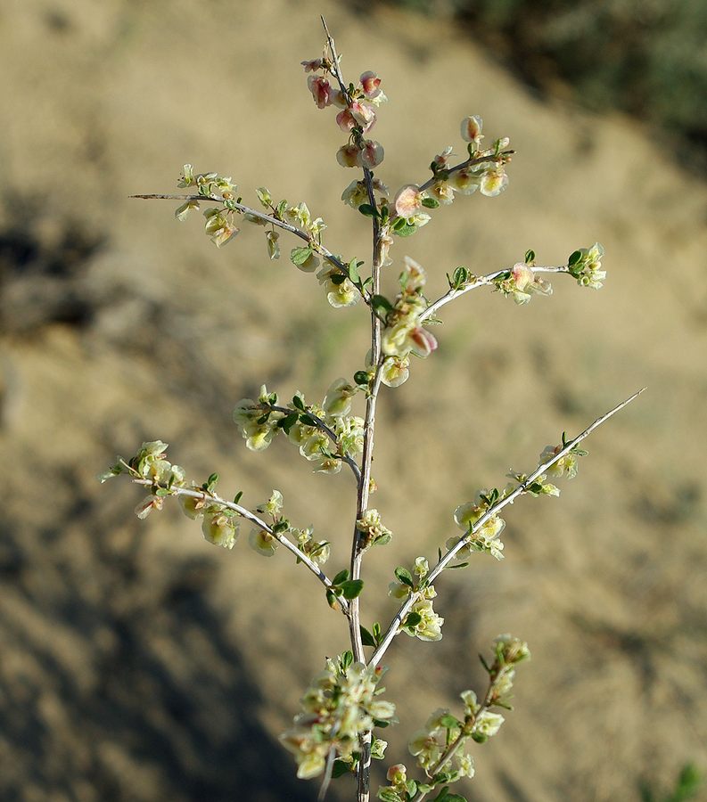 Изображение особи Atraphaxis spinosa.