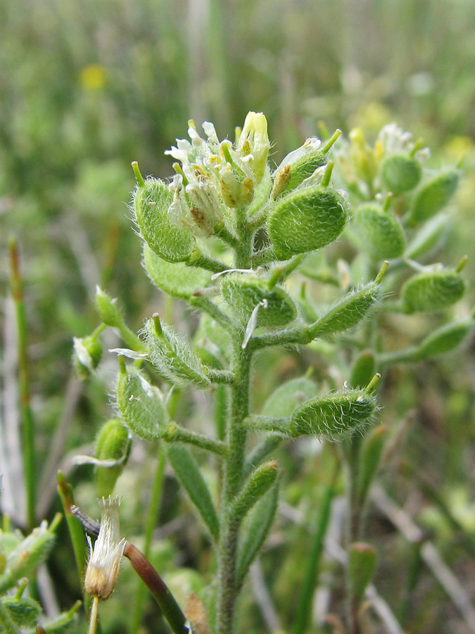 Изображение особи Alyssum hirsutum.