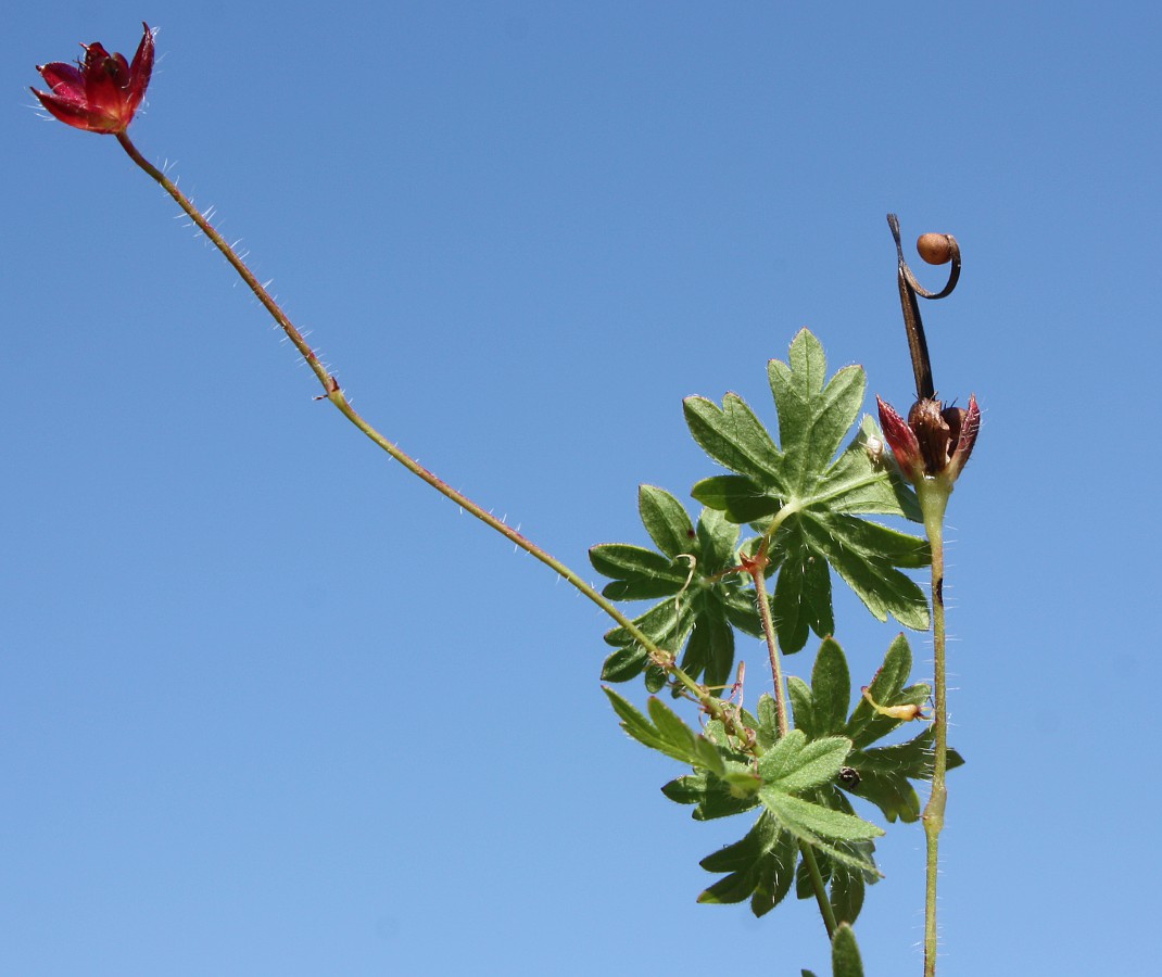 Image of Geranium sanguineum specimen.