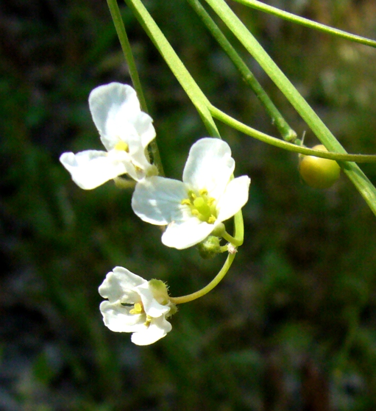 Image of Crambe orientalis specimen.