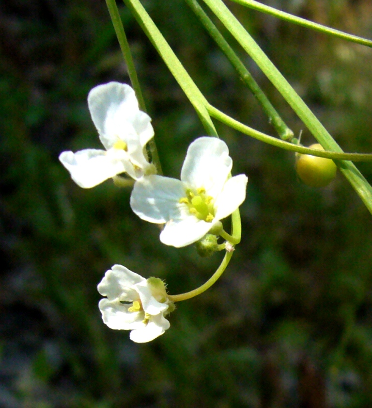 Изображение особи Crambe orientalis.