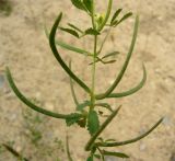 Trigonella geminiflora. Побег с цветками и плодами. Копетдаг, Чули. Май 2011 г.