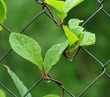 Schisandra chinensis