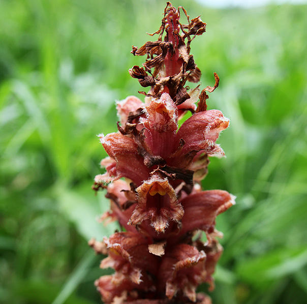 Изображение особи Orobanche colorata.