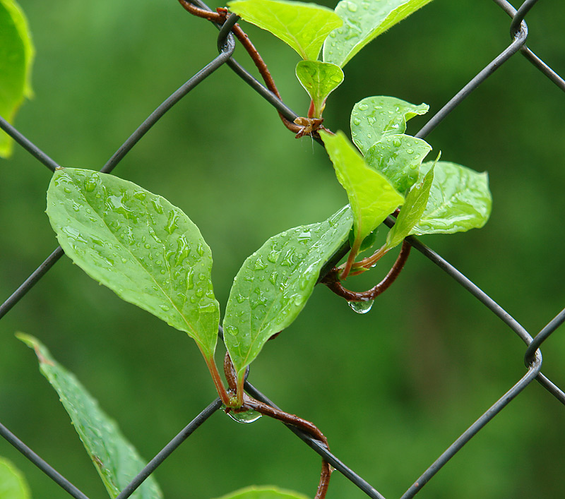 Image of Schisandra chinensis specimen.