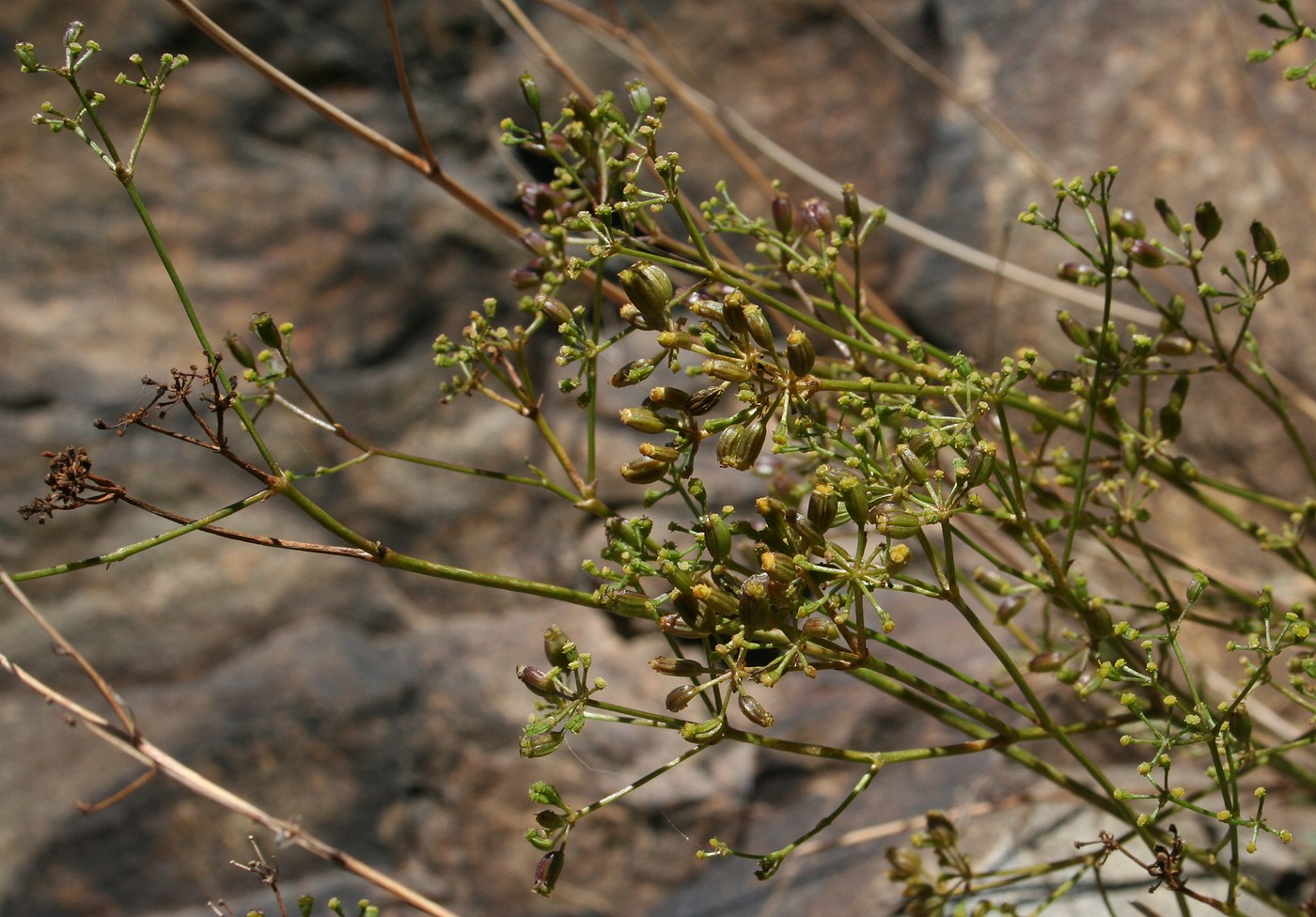 Image of Tschulaktavia saxatilis specimen.