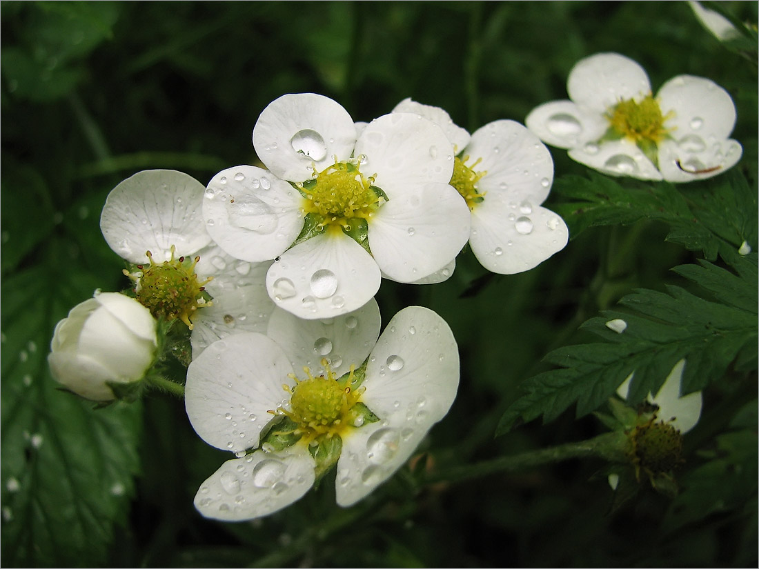 Изображение особи Fragaria moschata.