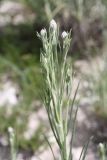 Jurinea stoechadifolia