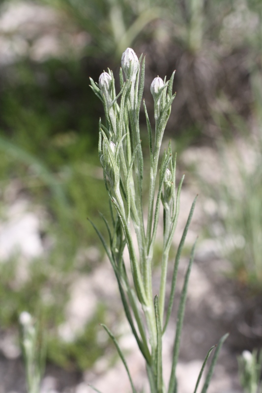 Изображение особи Jurinea stoechadifolia.