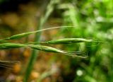 Festuca gigantea