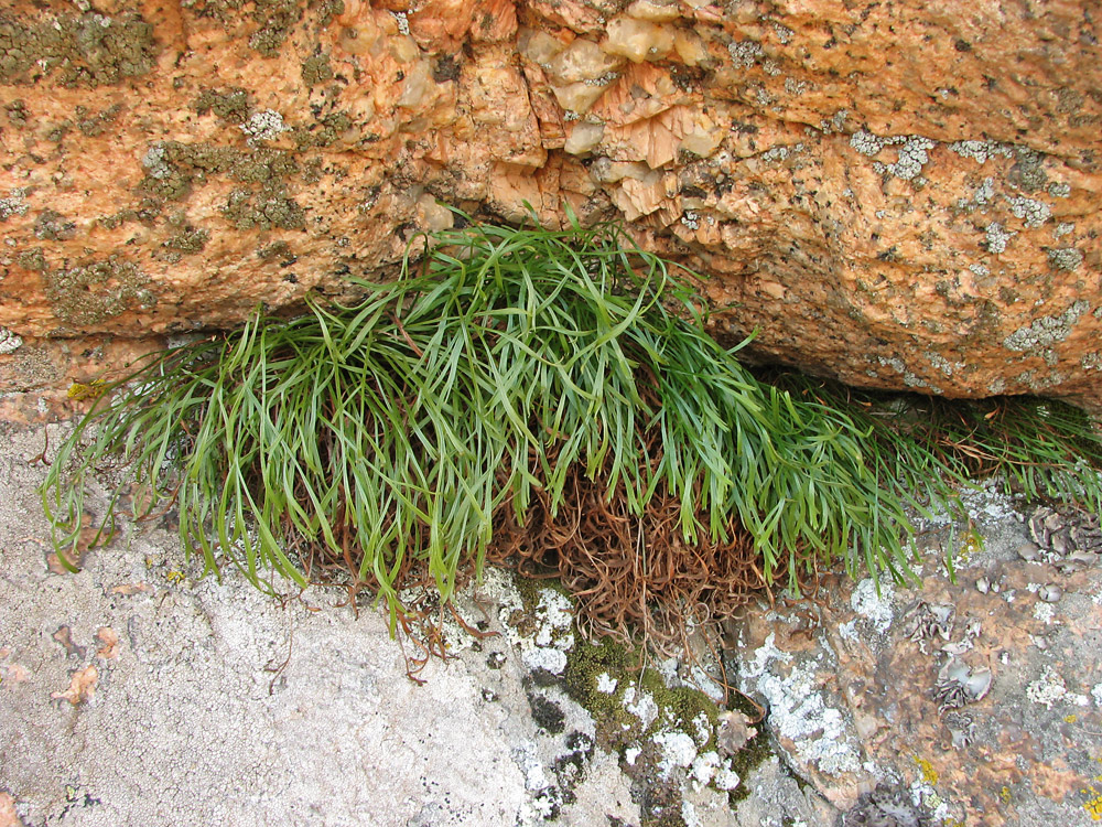 Image of Asplenium septentrionale specimen.