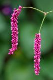 Persicaria orientalis