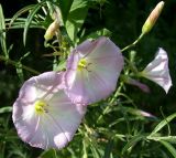 Convolvulus arvensis