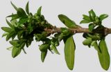 Lonicera ligustrina разновидность yunnanensis. Часть ветки с развивающимися побегами и бутонами. Германия, г. Кемпен, в культуре. 06.04.2012.