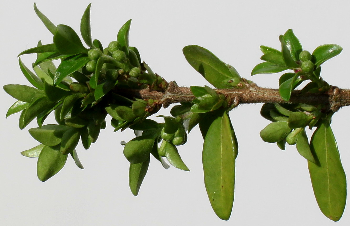 Изображение особи Lonicera ligustrina var. yunnanensis.