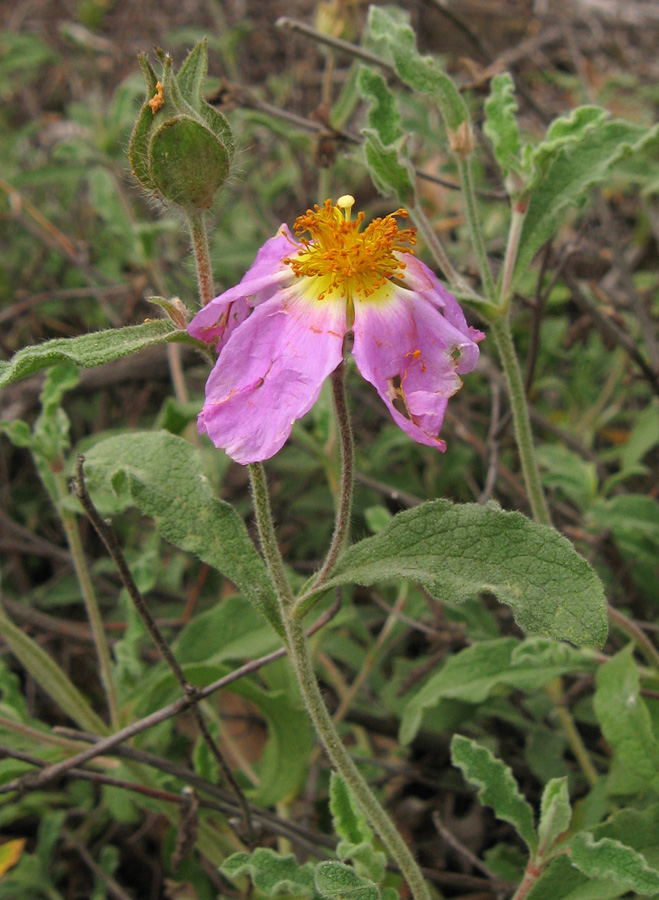 Image of Cistus tauricus specimen.