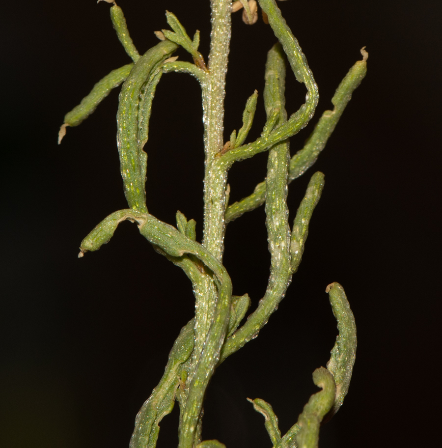 Image of Reseda muricata specimen.