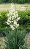 Yucca flaccida