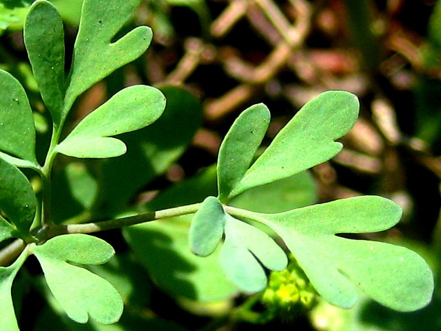 Изображение особи Leptopyrum fumarioides.