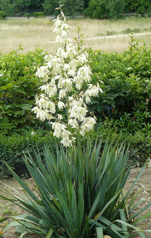 Изображение особи Yucca flaccida.