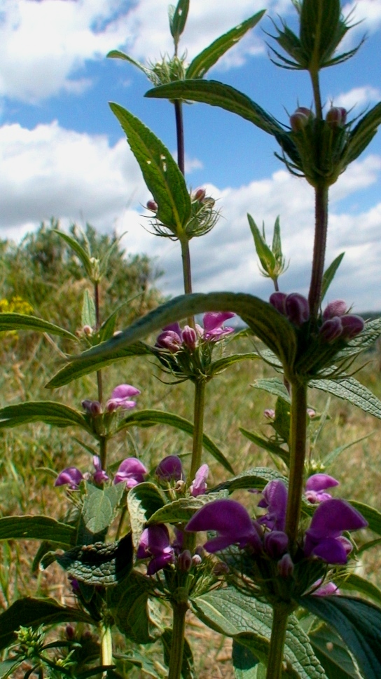 Image of Phlomis pungens specimen.